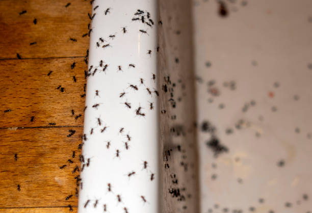 Best Best Pest Control Companies  in Moundsville, WV